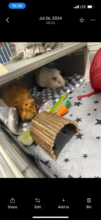 Trying to find a new home for these two sweet Guinea pigs Simon and Theodore. They are both very lov...