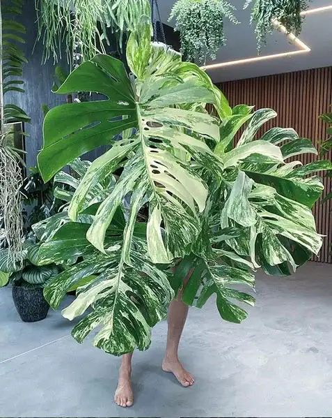 monstera albo (tiger white) - sold in pot in Plants, Fertilizer & Soil in City of Toronto - Image 2