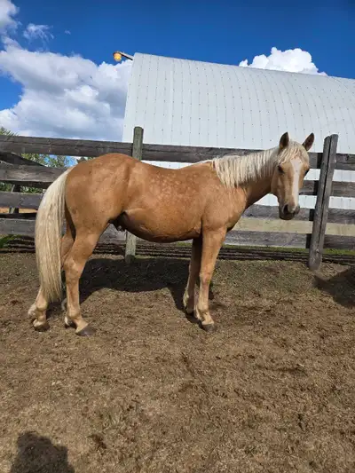 2024 AQHA Gelding, View more