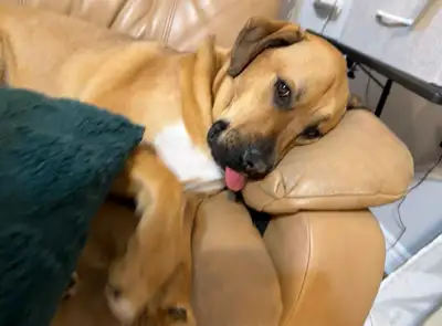 Large mixed breed rescue pup, View more