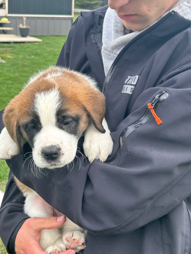 Loving St Bernard Puppies in Dogs & Puppies for Rehoming in Lethbridge