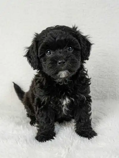 Shih Tzu Poodle Puppies, View more