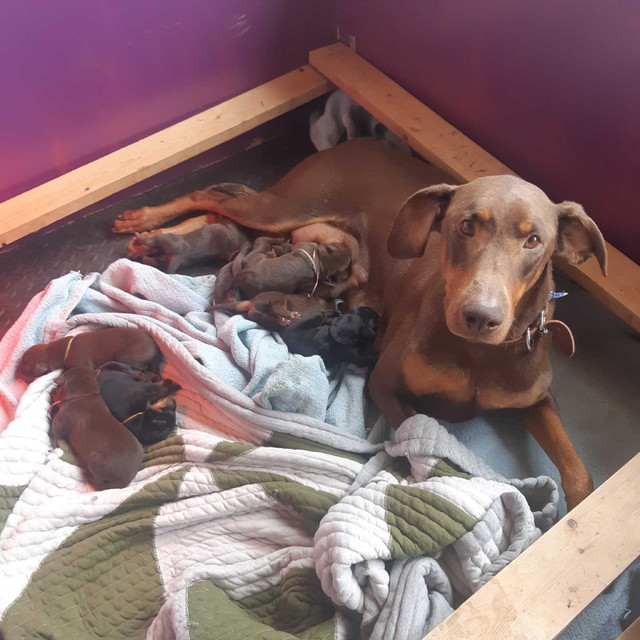 Doberman Pinscher  in Dogs & Puppies for Rehoming in Truro