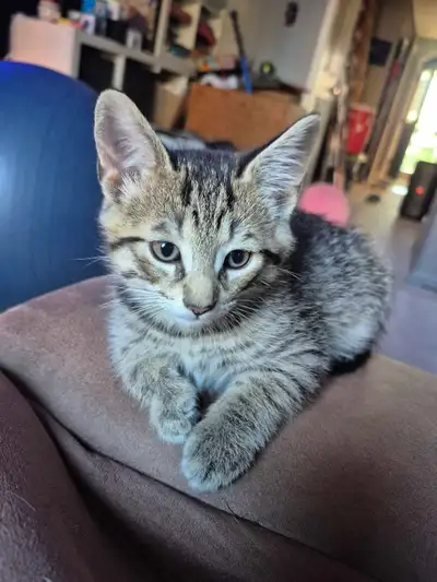 9 week old male kitten , View more