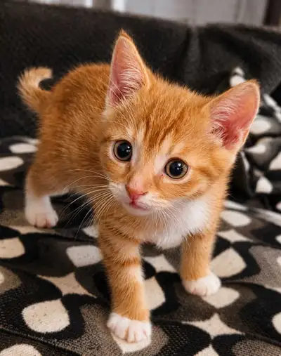 CUTEST KITTEN, View more