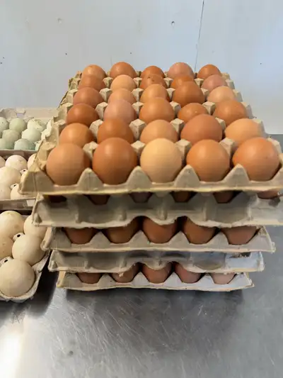 Free range chicken eggs, View more