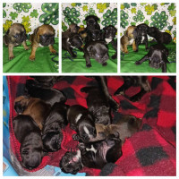 Perfect mother's day gift French Bulldog puppies.