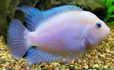 Cichlids Fish (Live), View more