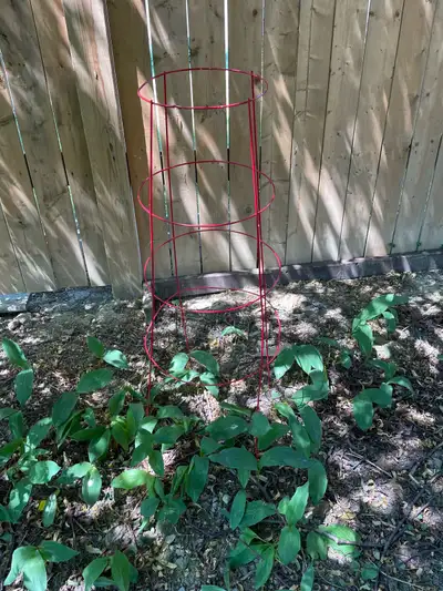 Tomato Cage, View more