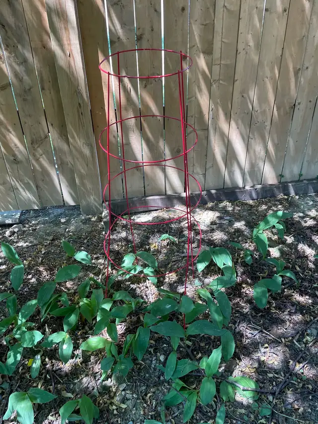 Tomato Cage in Plants, Fertilizer & Soil in City of Toronto - Image 2