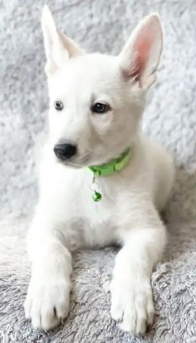 Registered CKC white German Shepherd puppies. Born on January 22nd. They will be ready to go March 1...