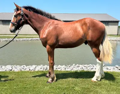 2024 Clyde/TB gelding , View more