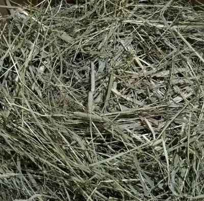 Large bag of timothy hay for guinea pigs ,rabbits , View more