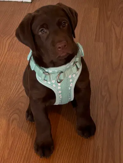 Labrador brune née le 6 avril 2025. En bon état de santé. Vient avec harnais, nourriture, pipipad, 2...