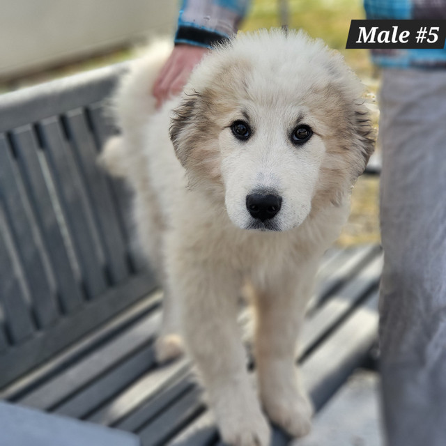  Pure breed Great White Pyrenees  in Dogs & Puppies for Rehoming in London - Image 2