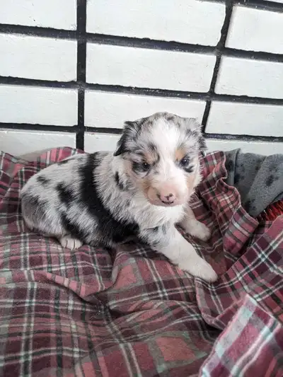 Chiots Berger australien pure race, View more