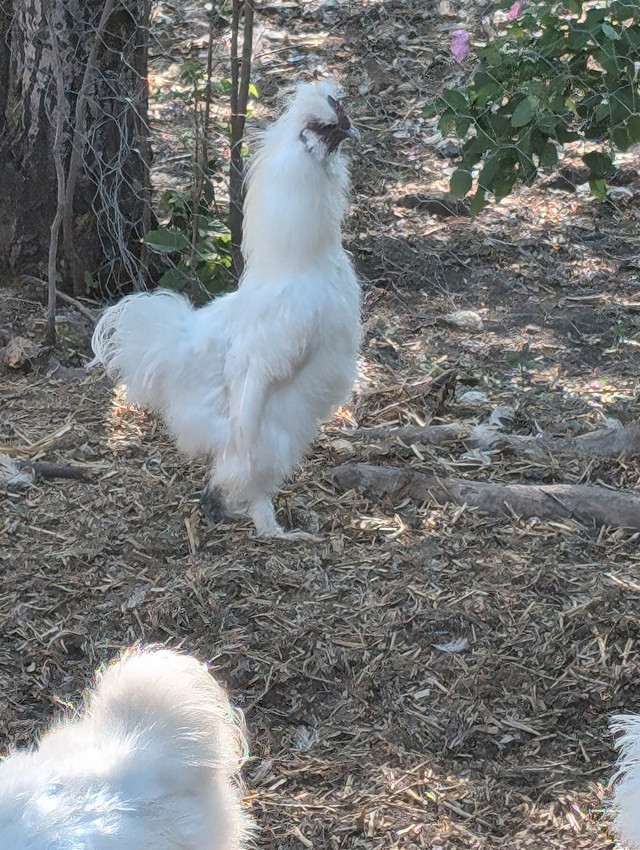 Beautiful Silky Roosters in Birds for Rehoming in Strathcona County - Image 2
