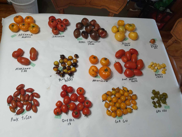 graine semence de tomate 100 variété , 10 graine pour 1$ dans Plantes, engrais et terreaux  à Trois-Rivières - Image 4