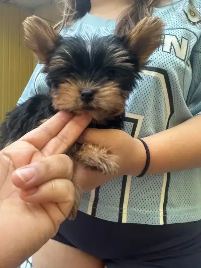 Toy Yorkshire Terrier, View more