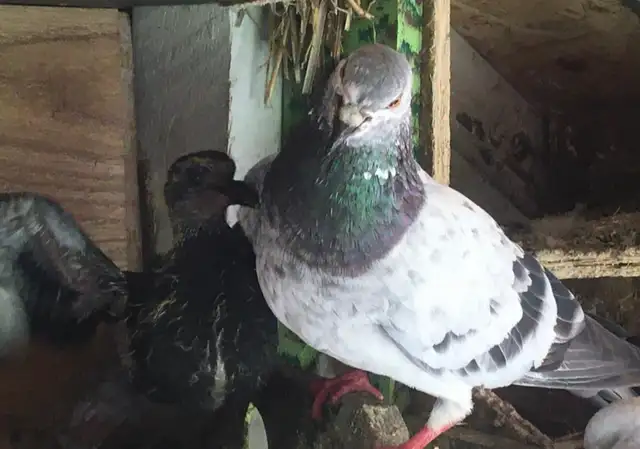 PIGEONS DOVES FLOCK $2250 - Pickering  in Birds for Rehoming in City of Toronto - Image 10