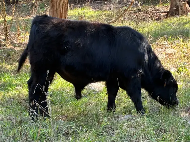 Black angus cross bull calf  in Livestock in Vernon - Image 3