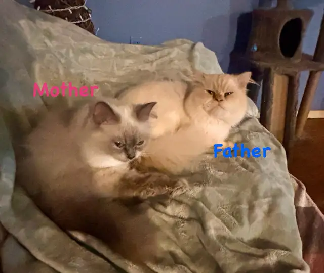 Last Purebred Traditional Ragdoll Kitten in Cats & Kittens for Rehoming in Annapolis Valley - Image 10