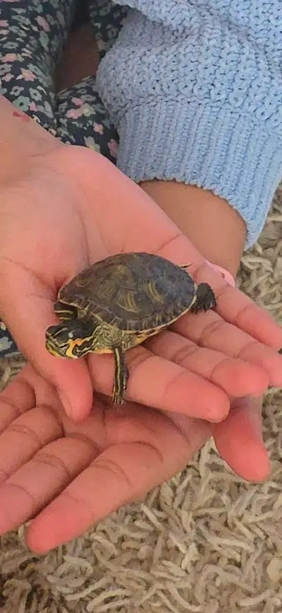 baby  for sale, View more