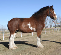 Clydesdale mare