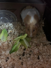 Free Guinea pigs (Abyssinian)