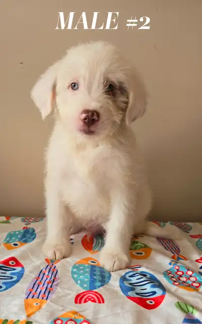 Small Labradoodle /poodle x retreiver puppies, View more