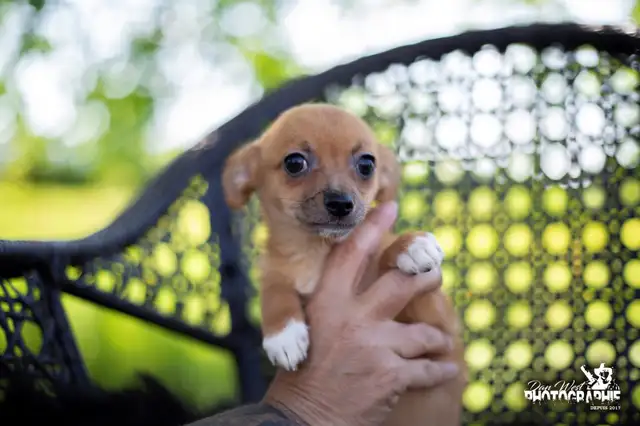 Magnifiques chiots chihuahua in Dogs & Puppies for Rehoming in Trois-Rivières - Image 8