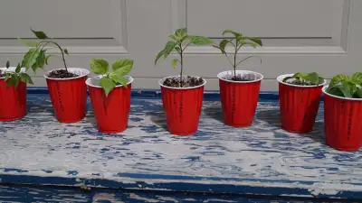 HOT PEPPERS FOR SALE  (N.E. EDMONTON), View more