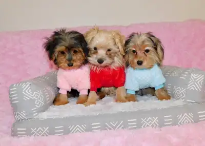 Tiny toy morkie puppies, View more