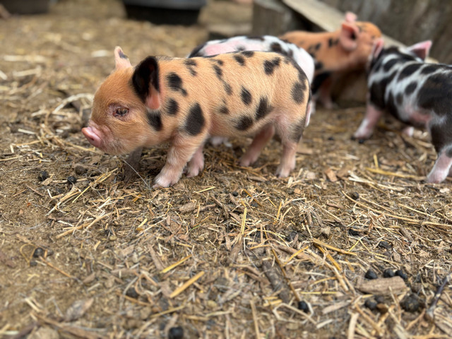 Ready to go! One Kunekune Piglet left!- Sold in Livestock in London