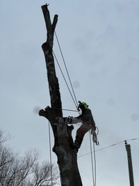 Tree Removal Barrie Ontario Preview