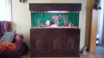 Aquarium 50 gallons tout équipé sans couvert y compris tout équipement, filtre pompe et tout le rest...