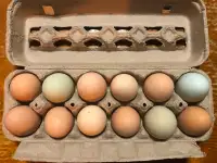 Oeufs de poule fécondés/fertilized chicken eggs for hatching
