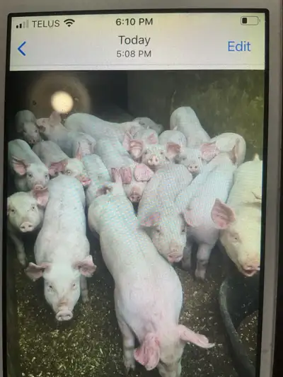 Weiner piglets , View more