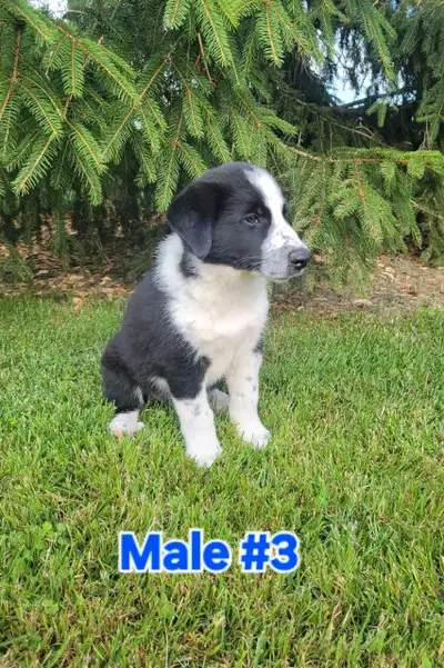 Collie, Australian Shepherd, Blu heeler Mix Puppies, View more
