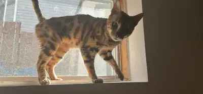 Bengal femelle de 2 ans , View more