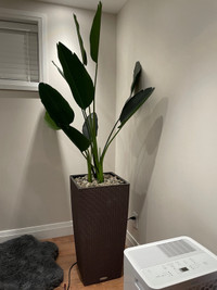 Artificial Plant 6’5” Tall