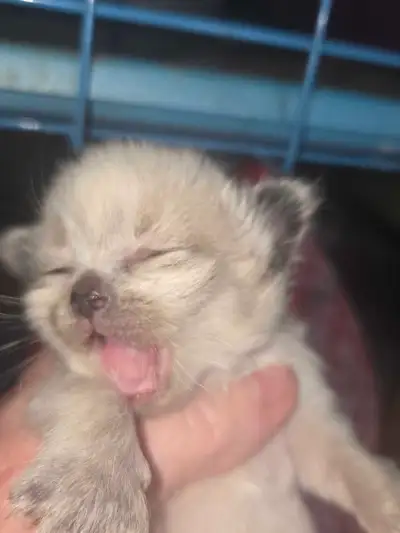 Balinese, applehead, HYPOALLERGENIC, View more