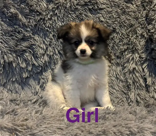 Pomeranian x Shih Tzu puppies in Dogs & Puppies for Rehoming in Strathcona County - Image 9