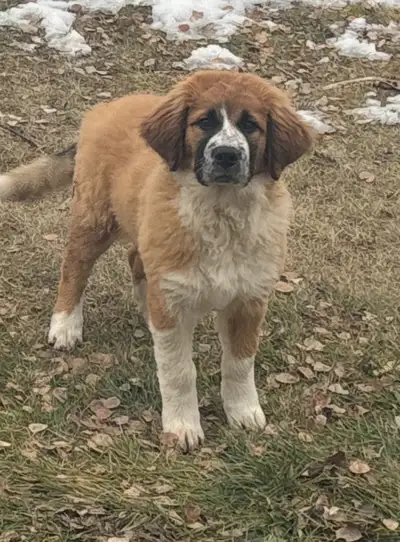 Puppies!!!, View more