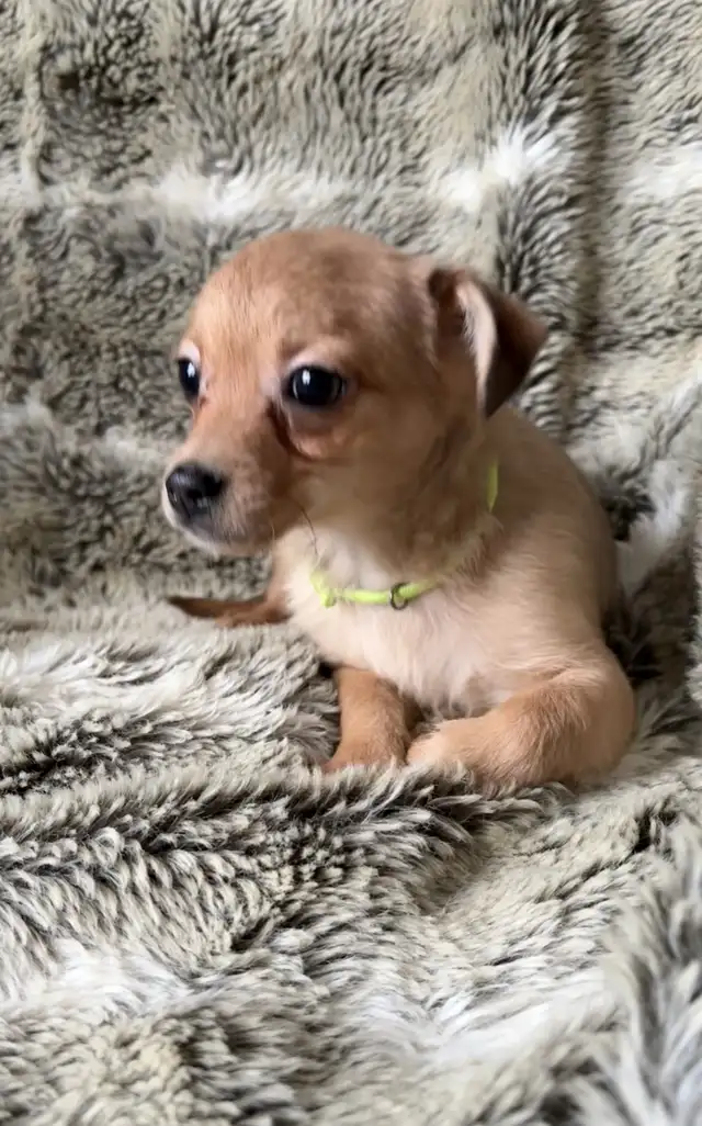 chihuahuax in Dogs & Puppies for Rehoming in Fredericton - Image 8