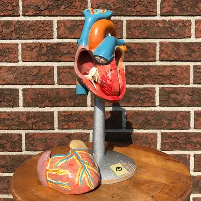 Je recherche modèles anatomiques anciens, View more