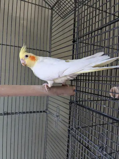 Baby Cockatiel, View more