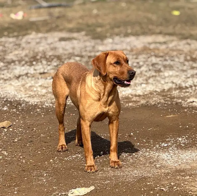 Purebred Labrador in Dogs & Puppies for Rehoming in Lethbridge - Image 10