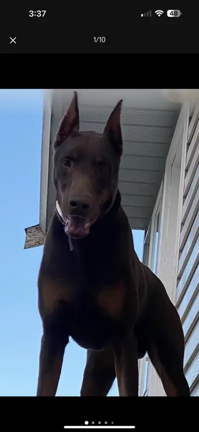 European Doberman Puppies, View more