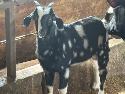 Buckling Goat, View more